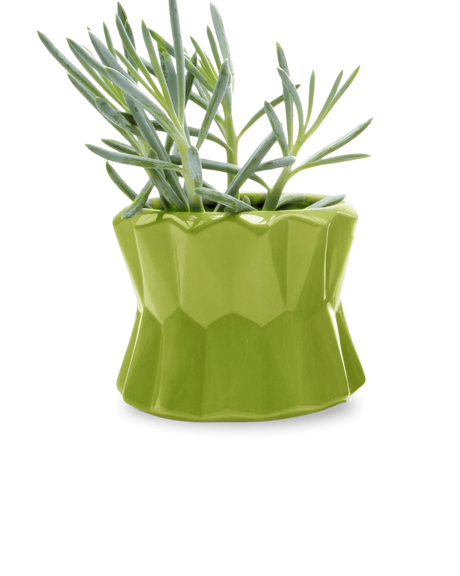 Chive Fang medium ceramic planter for succulents in color olive styled with a small plant.