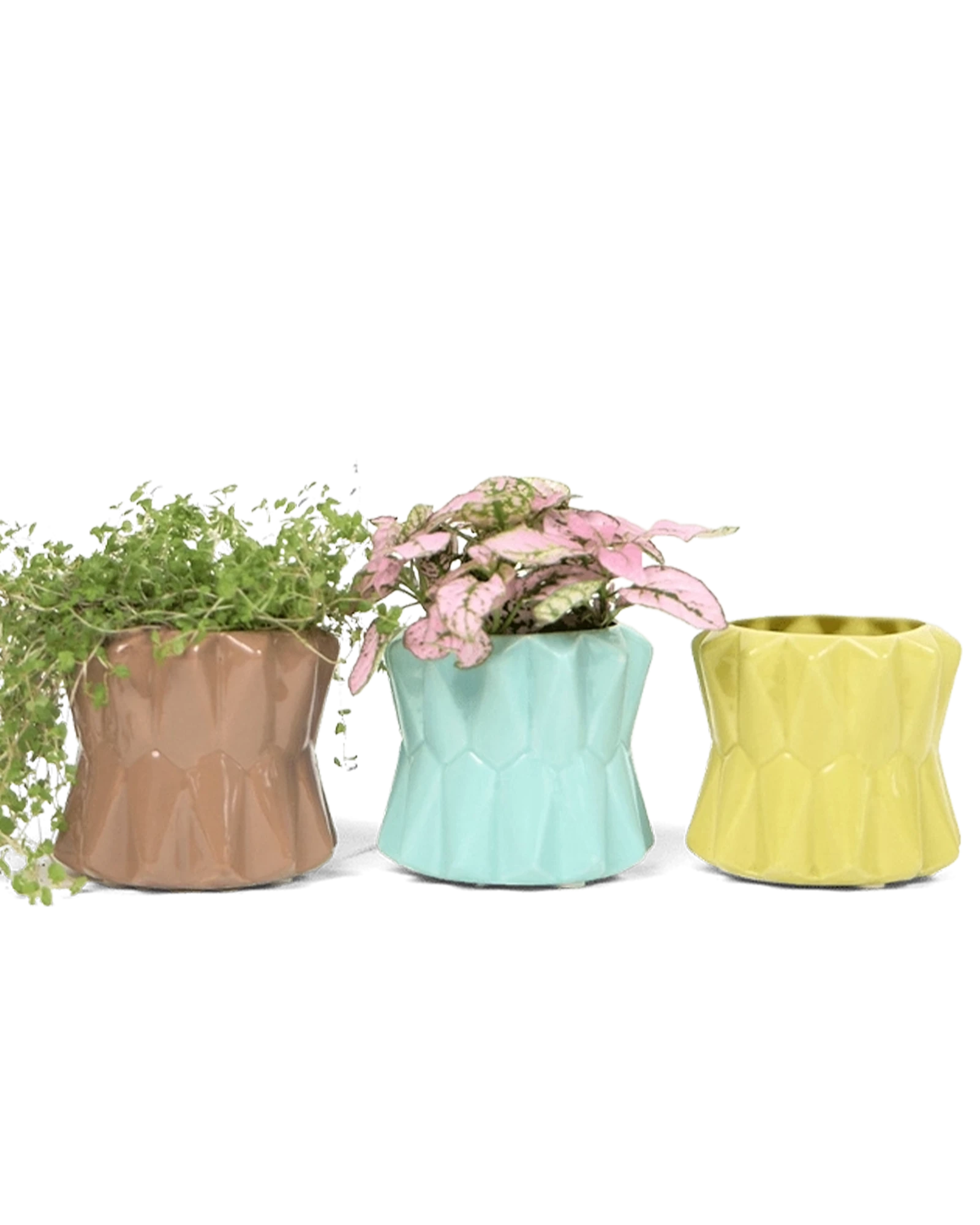 Three Chive Fang small ceramic planters for succulents styled with small plants.
