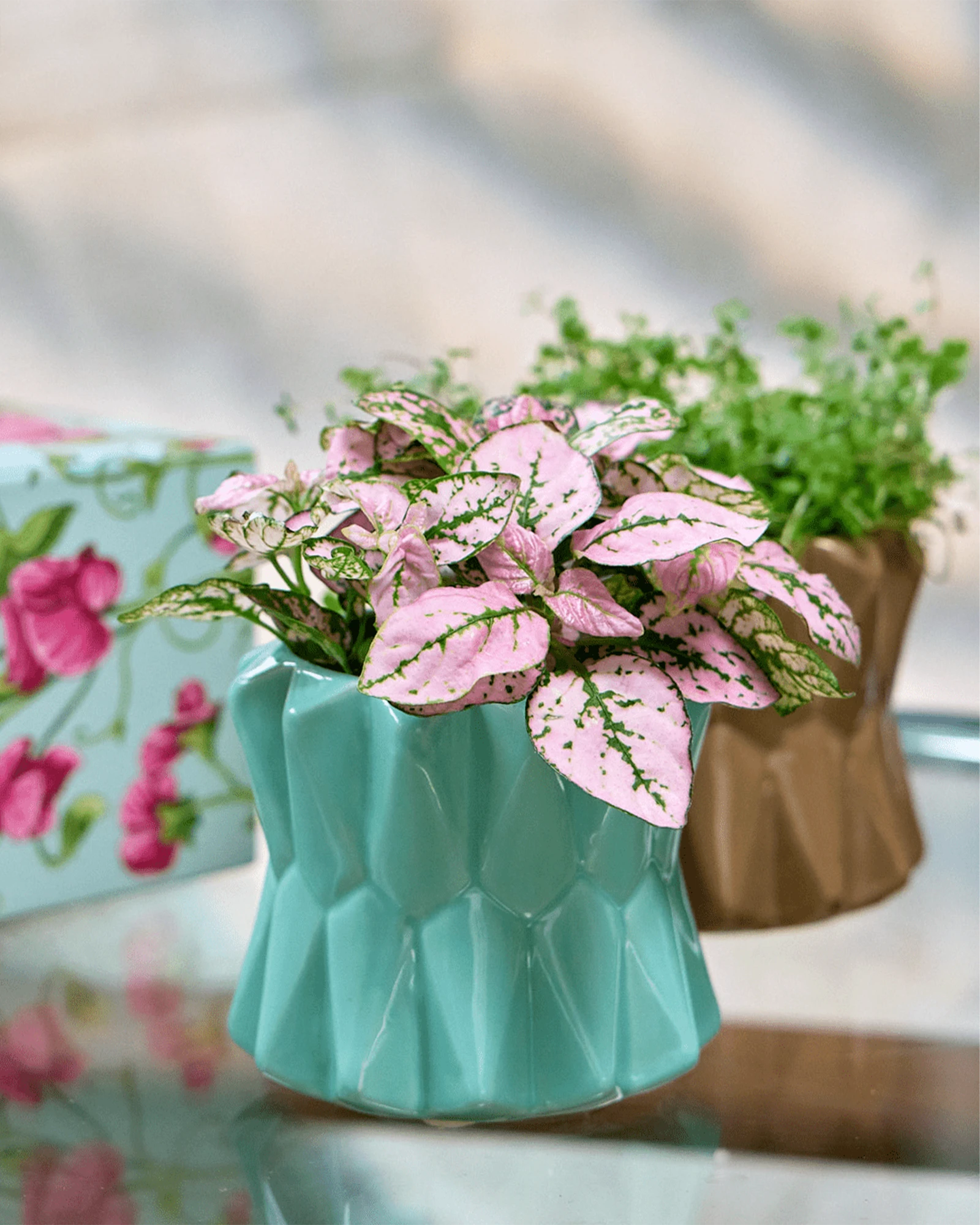 Two Chive Fang small ceramic planters for succulents in teal and brown styled with small plants on a glass table.