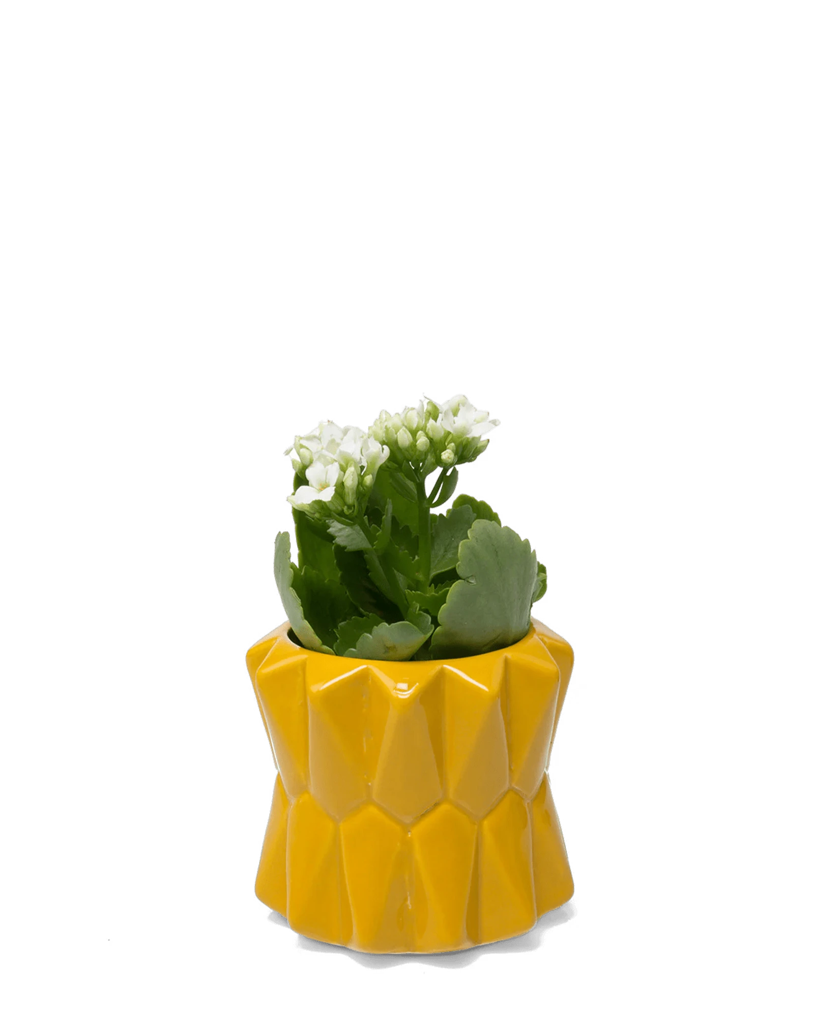 Chive Fang small ceramic planter for succulents in sunflower yellow styled with a small plant.