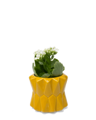 Chive Fang small ceramic planter for succulents in sunflower yellow styled with a small plant.