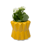 Chive Fang small ceramic planter for succulents in sunflower yellow styled with a small plant.