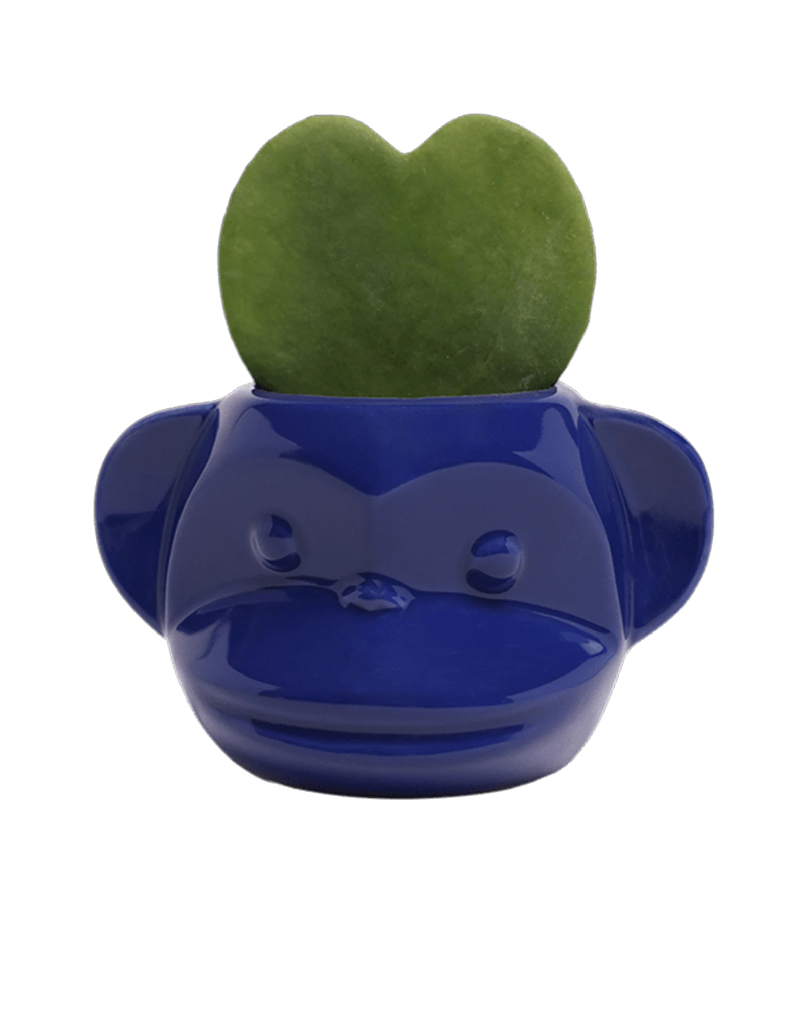 Chive Funky Monkey Blue glazed ceramic monkey shaped planter styled with a hoya kerrii plant.
