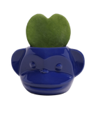 Chive Funky Monkey Blue glazed ceramic monkey shaped planter styled with a hoya kerrii plant.