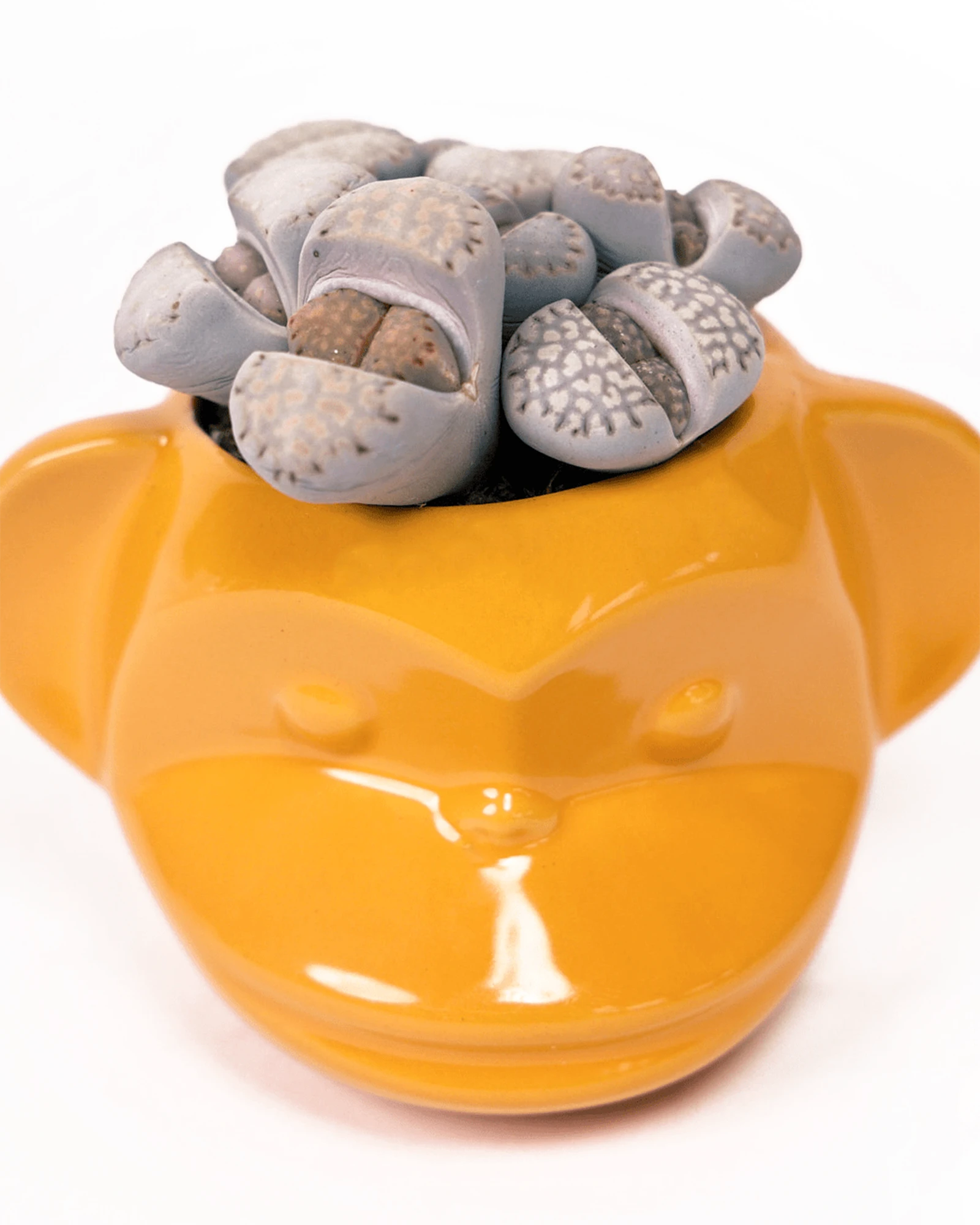 Chive Funky Monkey Orange glazed ceramic monkey shaped planter styled with a succulent.