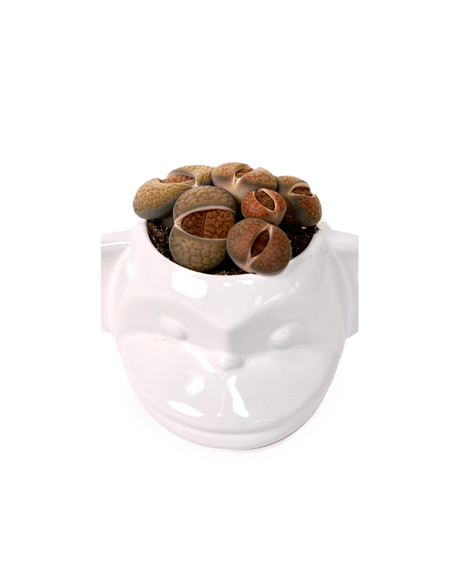 Top view of Chive Funky Monkey White glazed ceramic monkey shaped planter styled with a succulent.