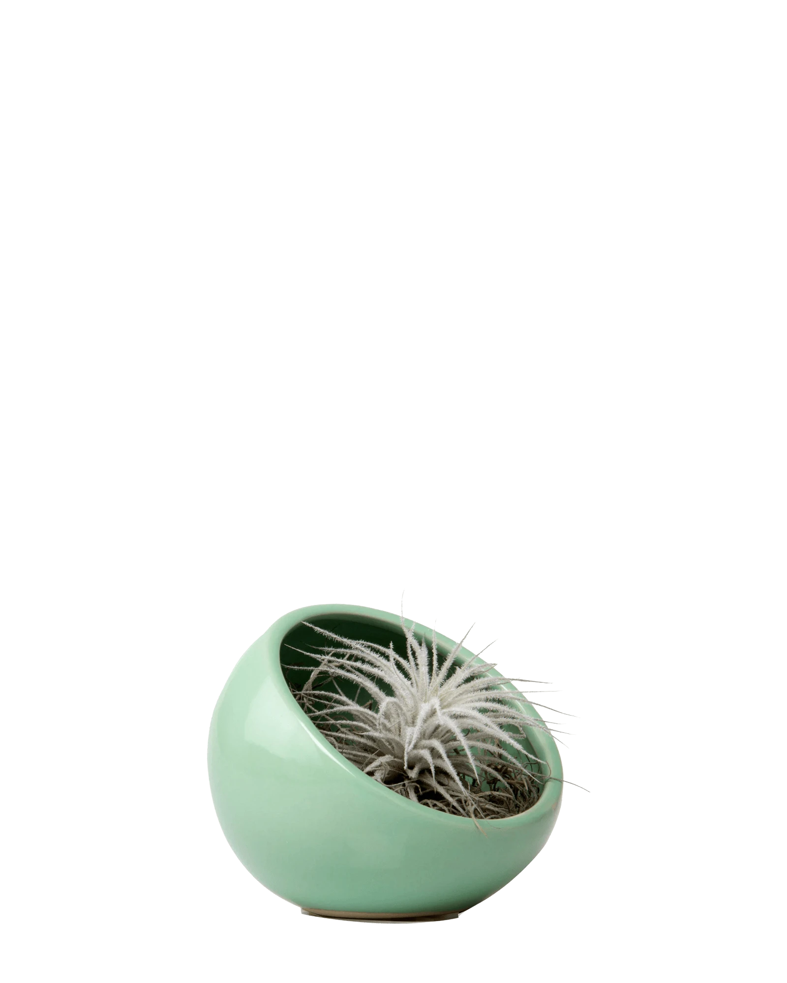 Chive Half Moon green Ceramic Terrarium Bowl with no drainage styled with a small plant.