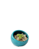 Chive Half Moon teal Ceramic Terrarium Bowl with no drainage styled with a succulent.