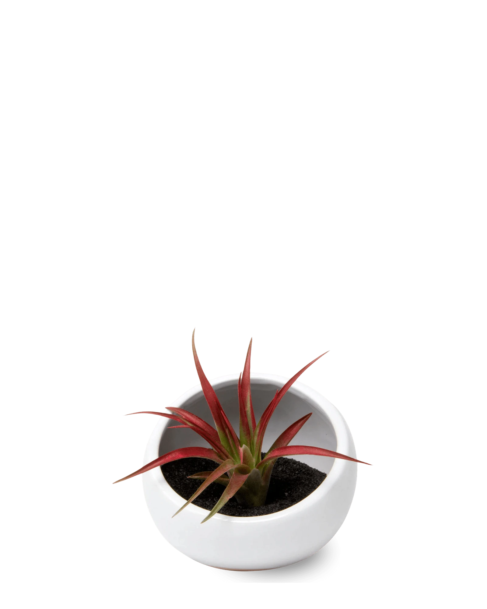 Chive Half Moon white Ceramic Terrarium Bowl with no drainage styled with a small plant.