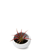 Chive Half Moon white Ceramic Terrarium Bowl with no drainage styled with a small plant.