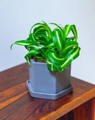 Chive Hexi porcelain planter in navy with a hexagonal form and matching saucer, styled with a spider plant on a wood surface.