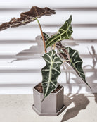 Chive Hexi light grey matte ceramic medium hexagonal planter holding an alocasia plant indoor.