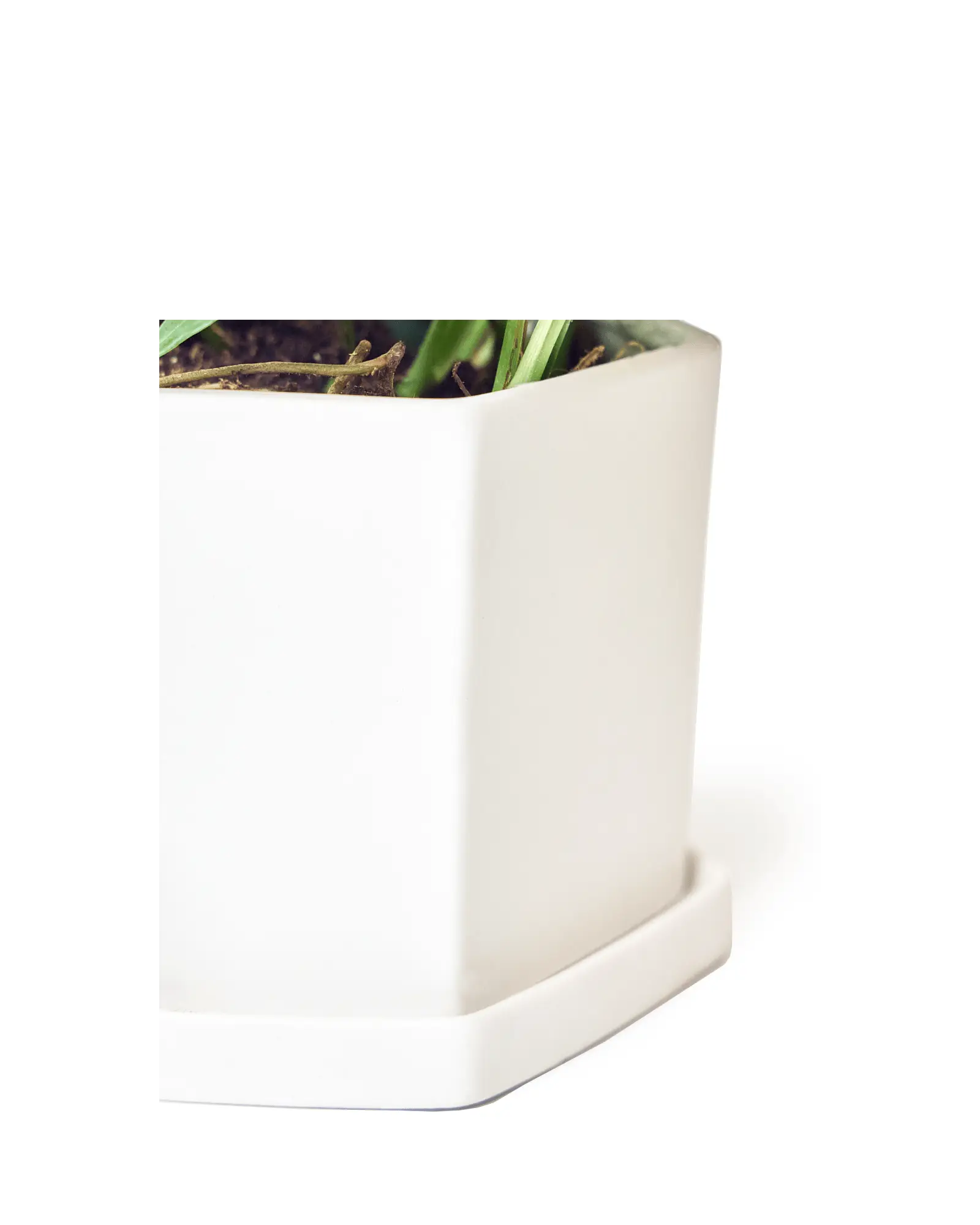 Close-up of the angular corner edge and saucer on a Chive Hexi white matte ceramic medium pot.
