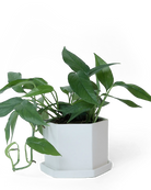 Chive Hexi white matte ceramic medium hexagonal planter holding a syngonium with saucer.