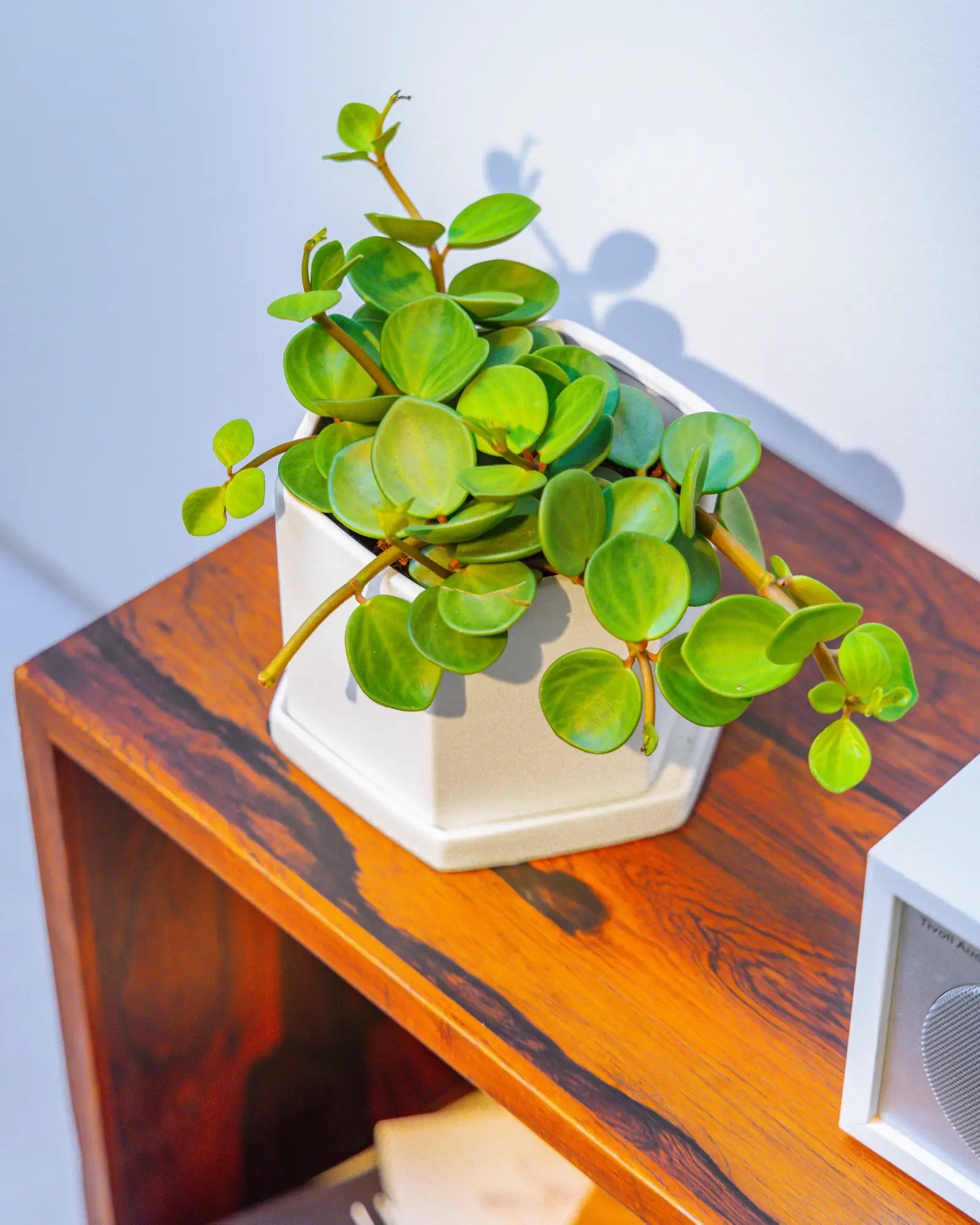 Chive Hexi white porcelain planter with a hexagonal form and saucer, styled with a trailing jade plant on a wood cabinet.