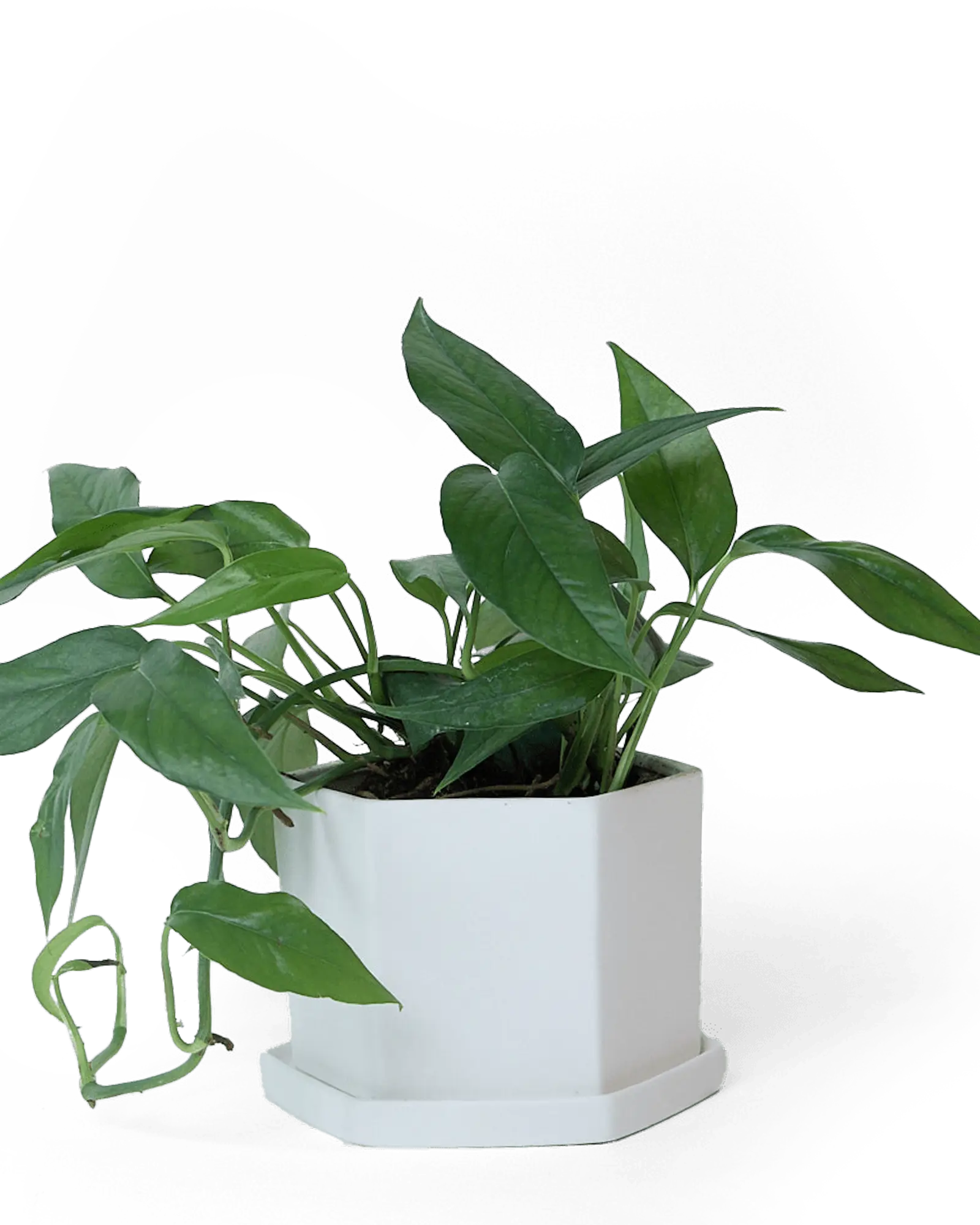 Chive Hexi small white porcelain pot with drainage and saucer styled with a plant.