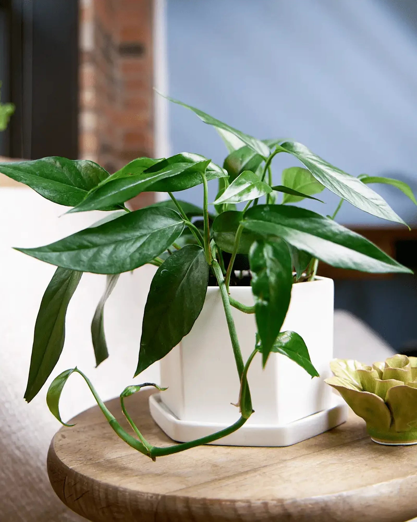 Chive Hexi small white porcelain pot with drainage and saucer styled with a plant on a wood table in the living room.