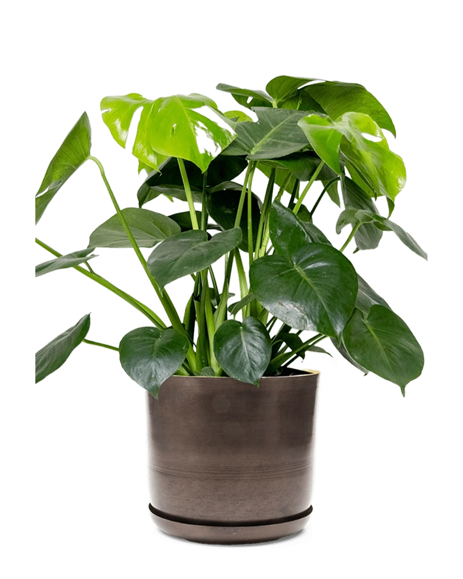 Chive Joe large bronzed brown metal pot with drainage and saucer styled with a plant.