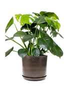 Chive Joe large bronzed brown metal pot with drainage and saucer styled with a plant.