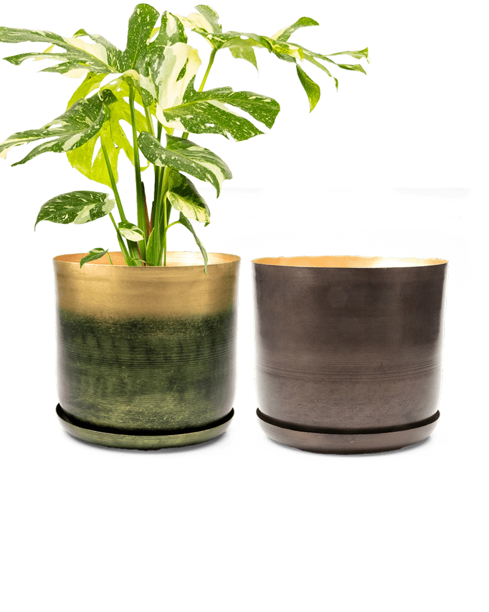 Two Chive Joe large bronzed brown metal pots with drainage and detachable saucers styled with a monstera plant.