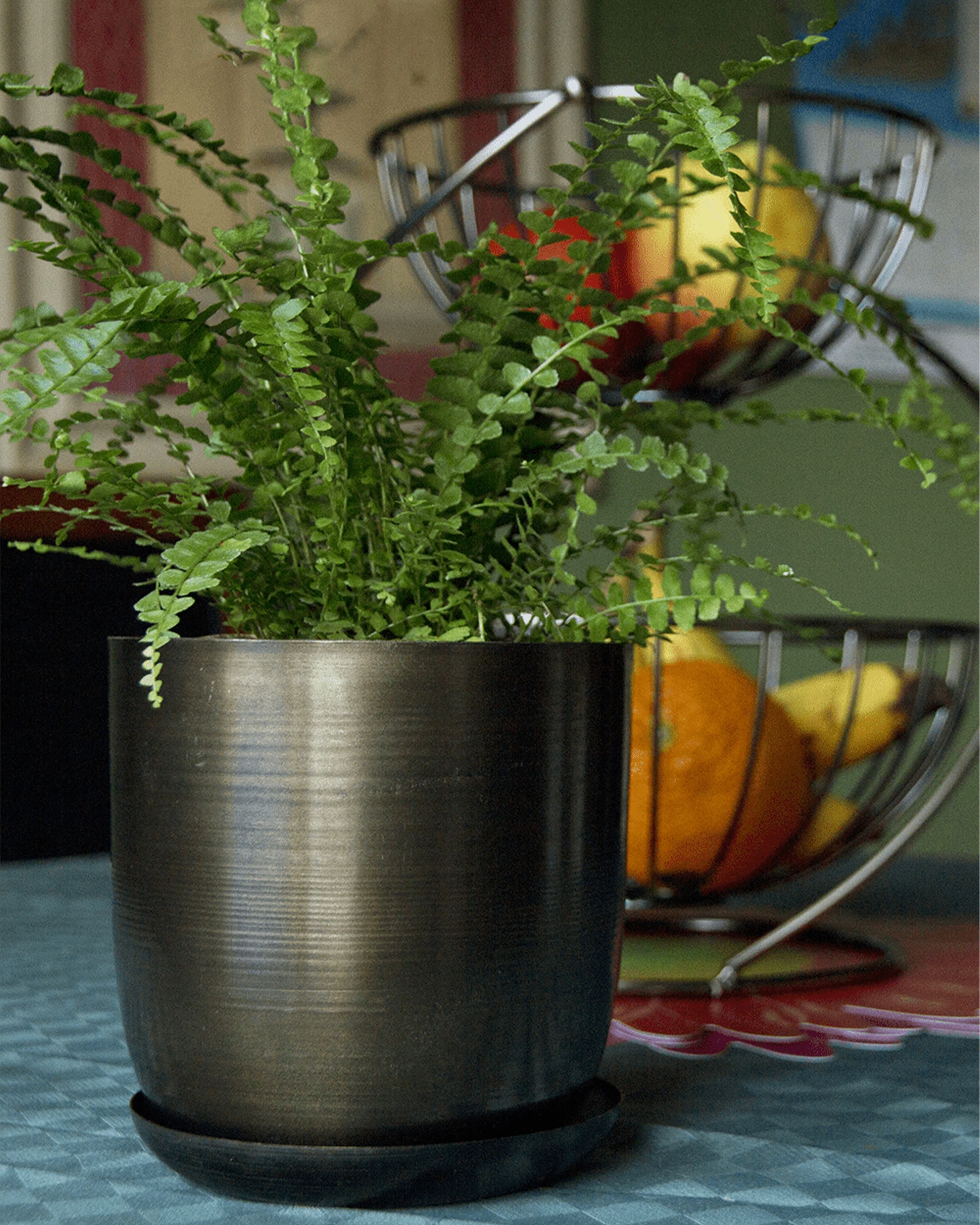 Chive Joe large bronzed brown metal pot styled with a plant on a kitchen table next to bowls of fruits.