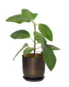 Chive Joe bronzed brown medium metal planter with brushed finish and saucer, styled with a ficus plant.