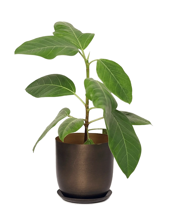 Chive Joe bronzed brown medium metal planter with brushed finish and saucer, styled with a ficus plant.