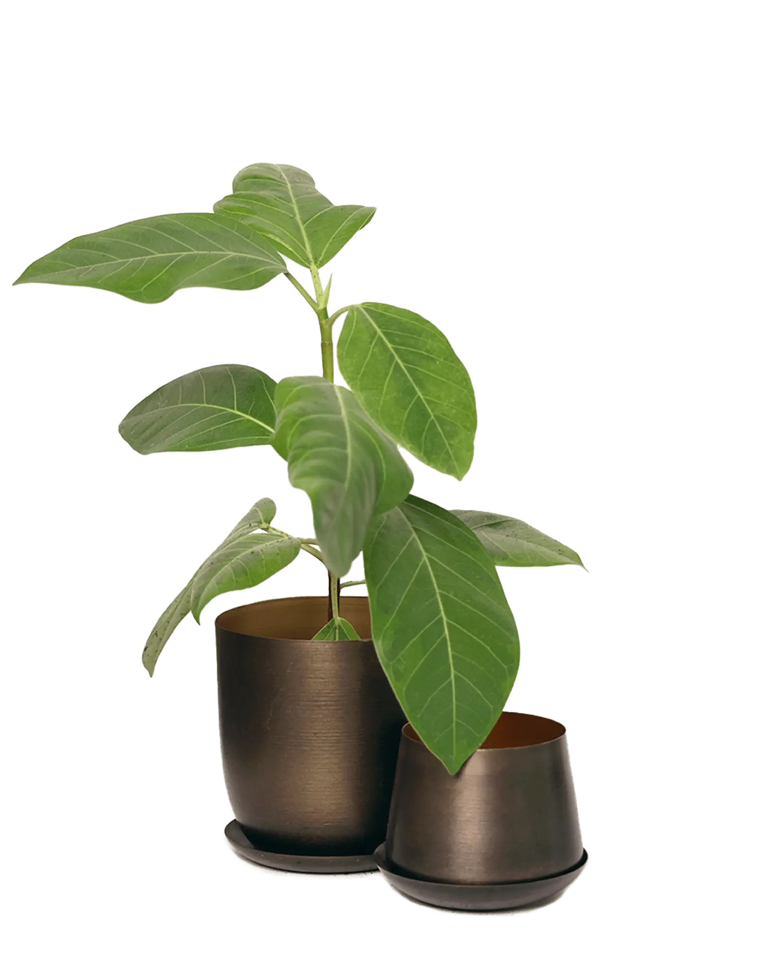 Chive Joe bronzed gold metal medium and small planters with drainage hole and detachable saucer styled with a plant.