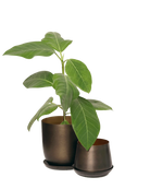 Chive Joe bronzed gold metal medium and small planters with drainage hole and detachable saucer styled with a plant.