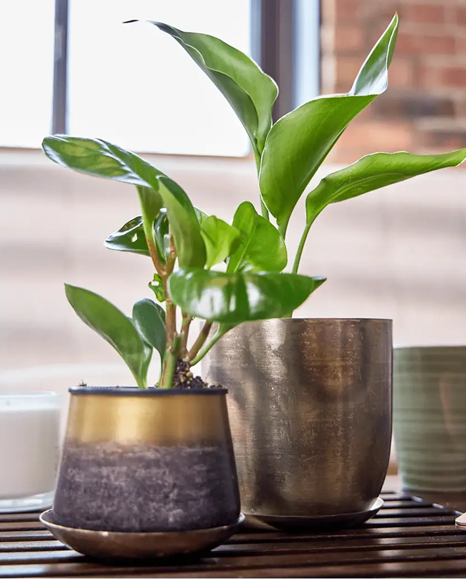 Chive Joe bronzed brown medium metal planter with drainage styled with a plant and a small Joe metal pot on a table.