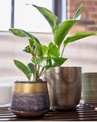 Chive Joe bronzed brown medium metal planter with drainage styled with a plant and a small Joe metal pot on a table.