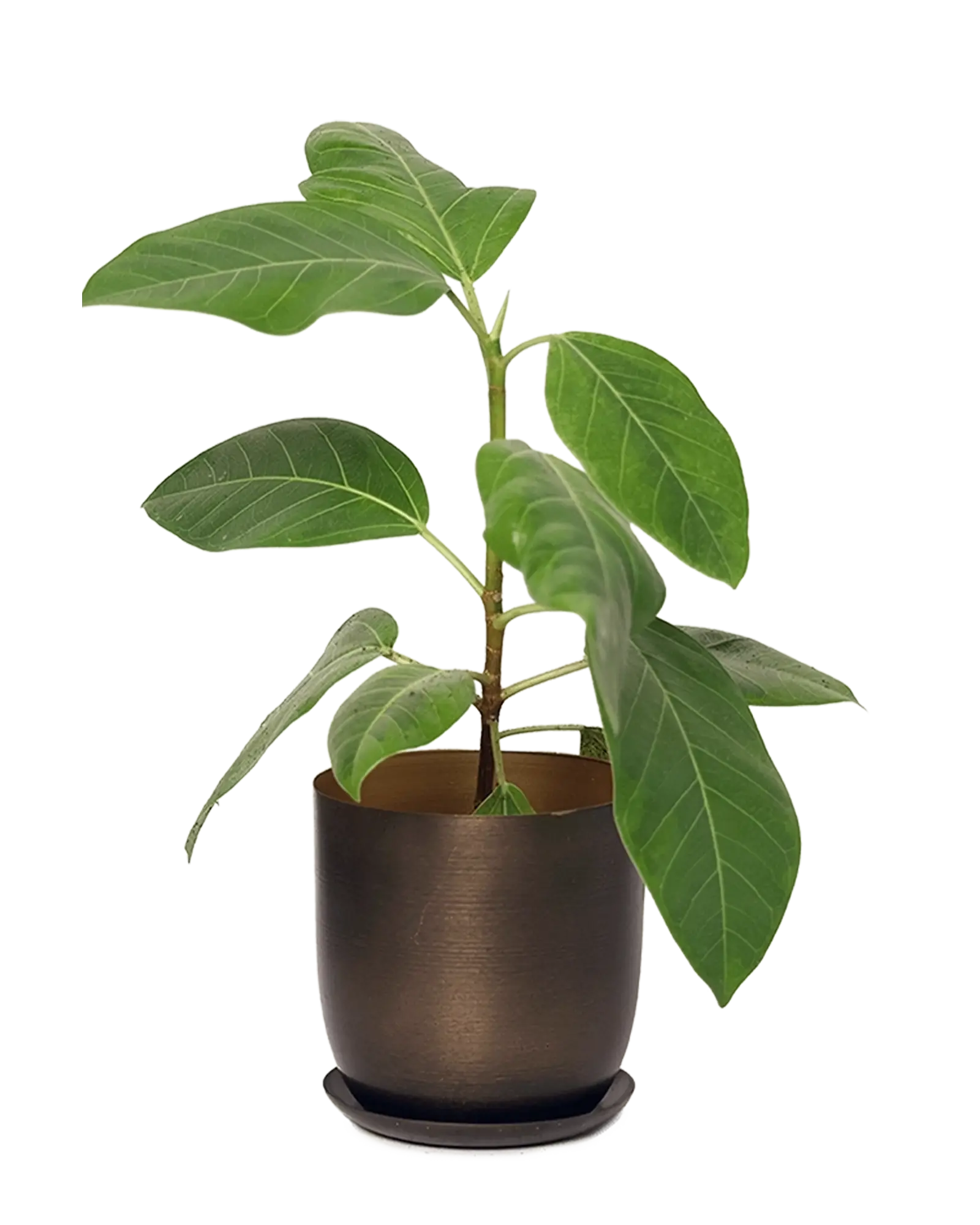 Chive Joe bronzed brown medium metal planter with brushed finish and saucer, styled with a ficus plant.