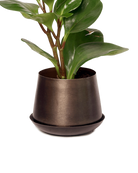 Chive Joe small bronzed brown metal plant pot with drainage and saucer styled with a plant.