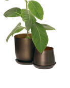 Two Chive Joe bronzed brown metal plant pots with styled with a green plant.