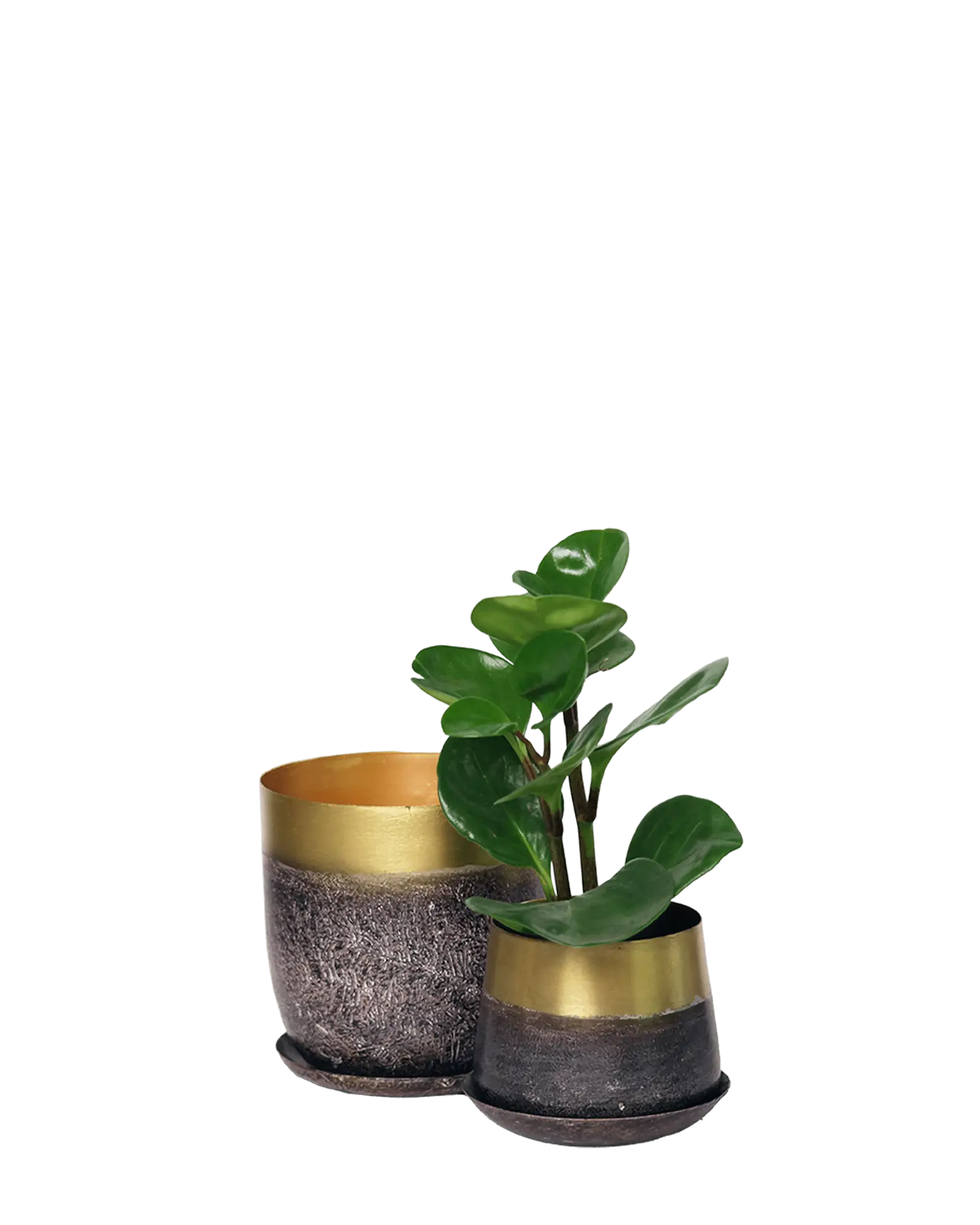Chive Joe brown and gold metal planters in two sizes, smaller styled with a round-leaf plant.