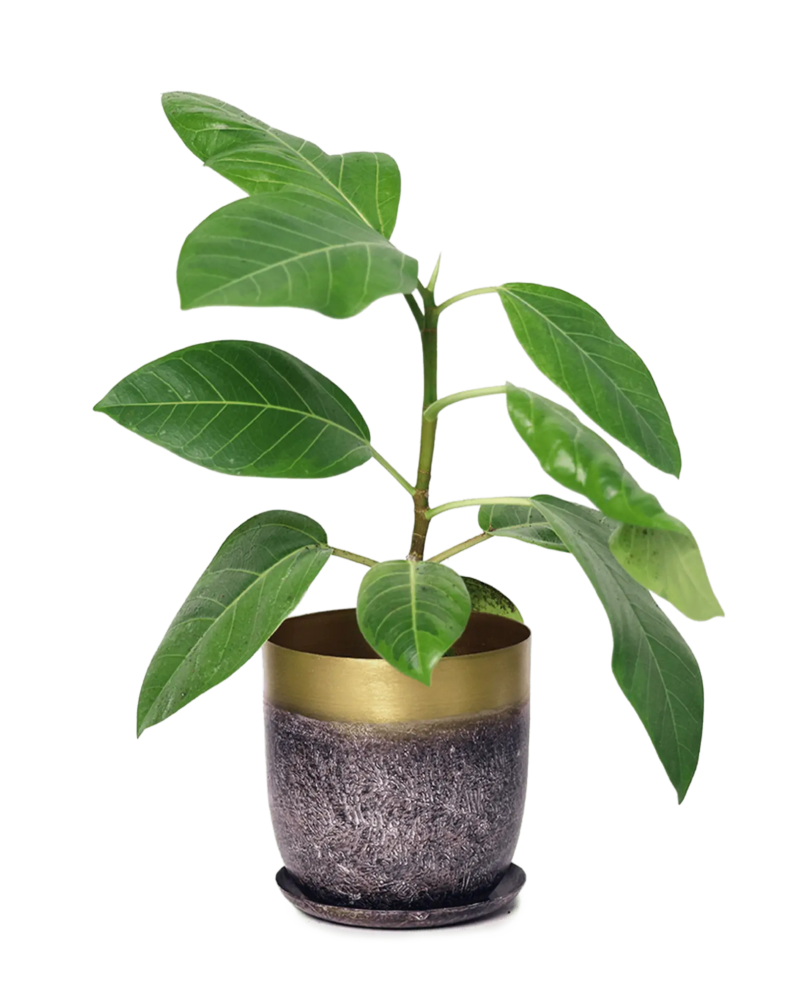 Chive Joe metal planter in brown with a gold rim band and textured finish, styled with a ficus plant.