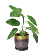 Chive Joe metal planter in brown with a gold rim band and textured finish, styled with a ficus plant.
