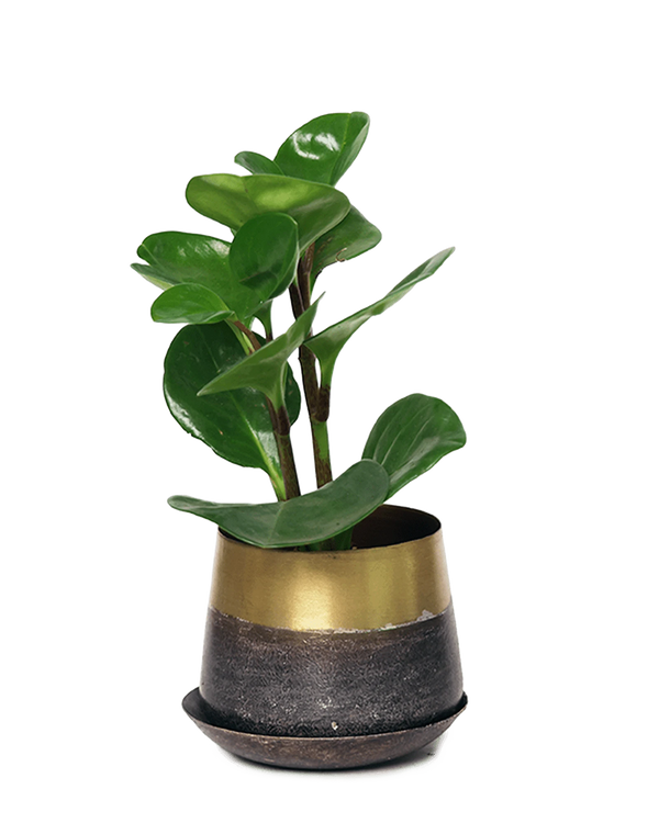 Joe Metal Pot With Drainage Hole | 3 inch