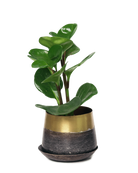 Chive Joe small brown gold color metal plant pot with drainage and saucer styled with a plant.