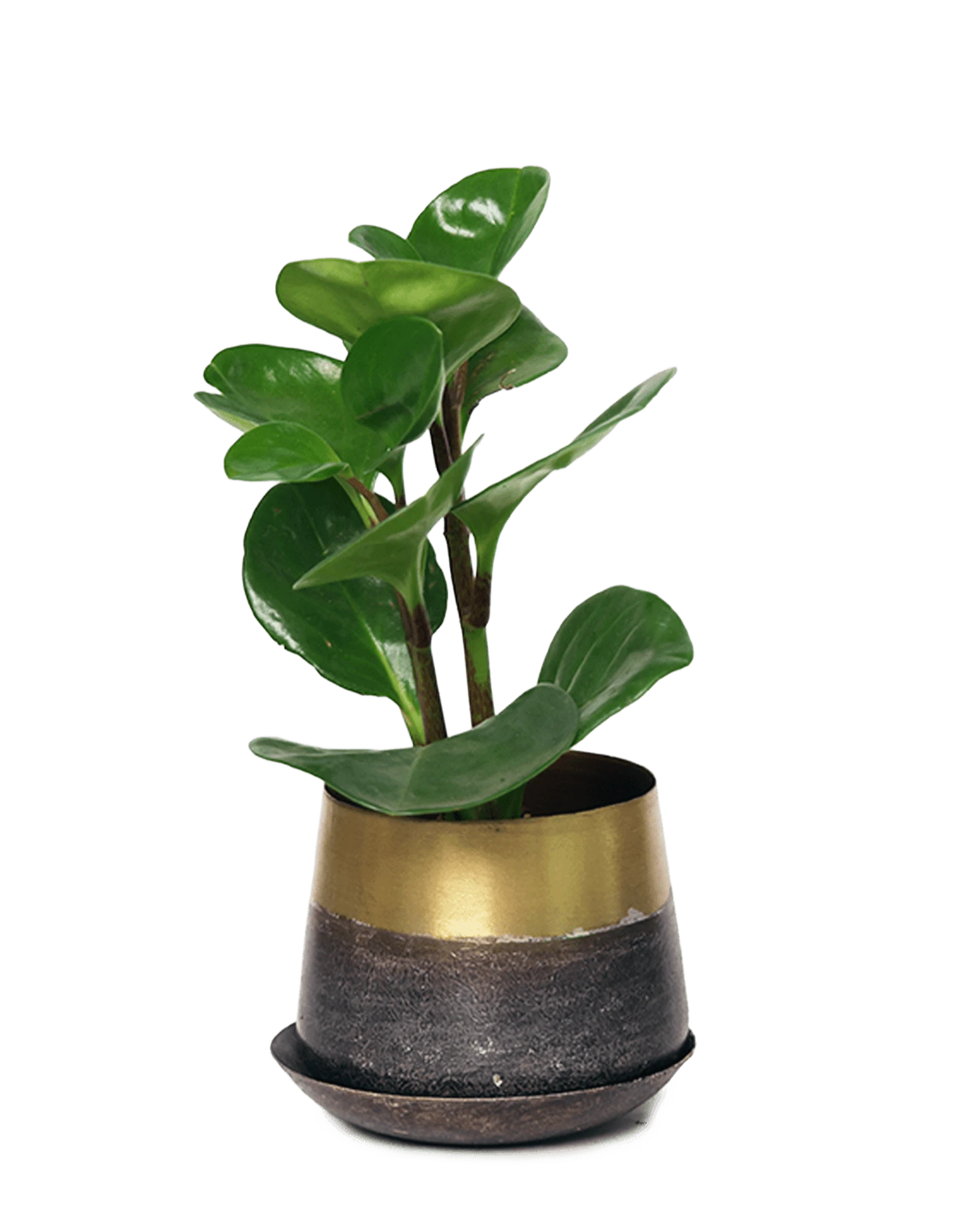 Chive Joe small brown gold color metal plant pot with drainage and saucer styled with a plant.