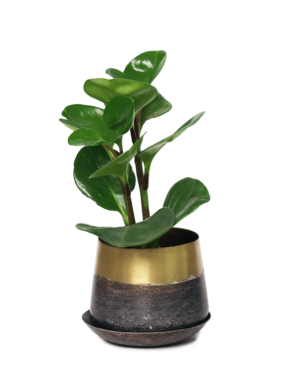 Chive Joe small brown gold color metal plant pot with drainage and saucer styled with a plant.