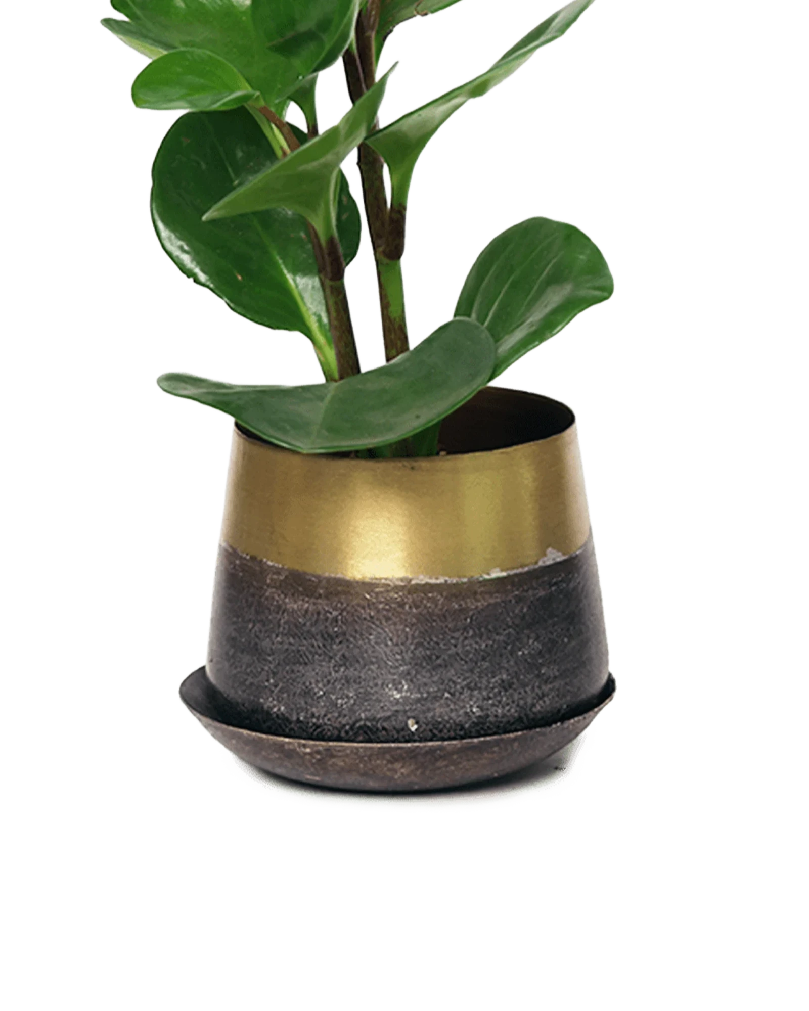 Chive Joe small brown gold color metal plant pot with drainage and saucer styled with a plant.