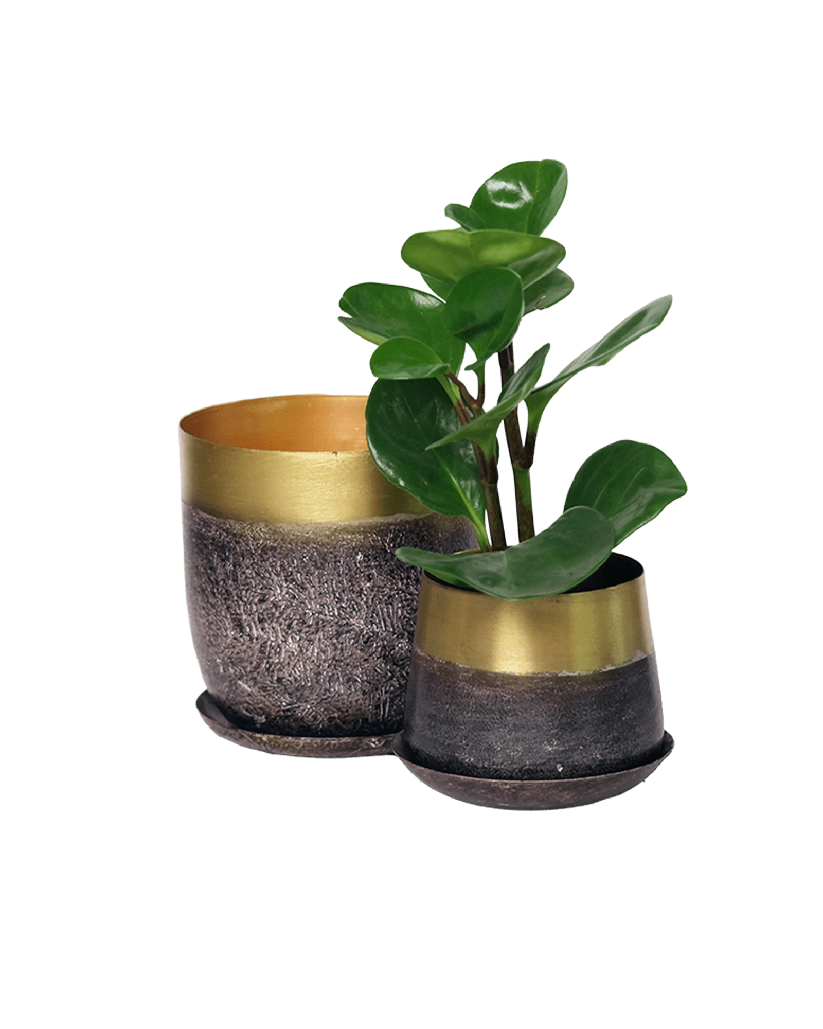 Two Chive Joe brown gold color metal plant pots with styled with a green plant.