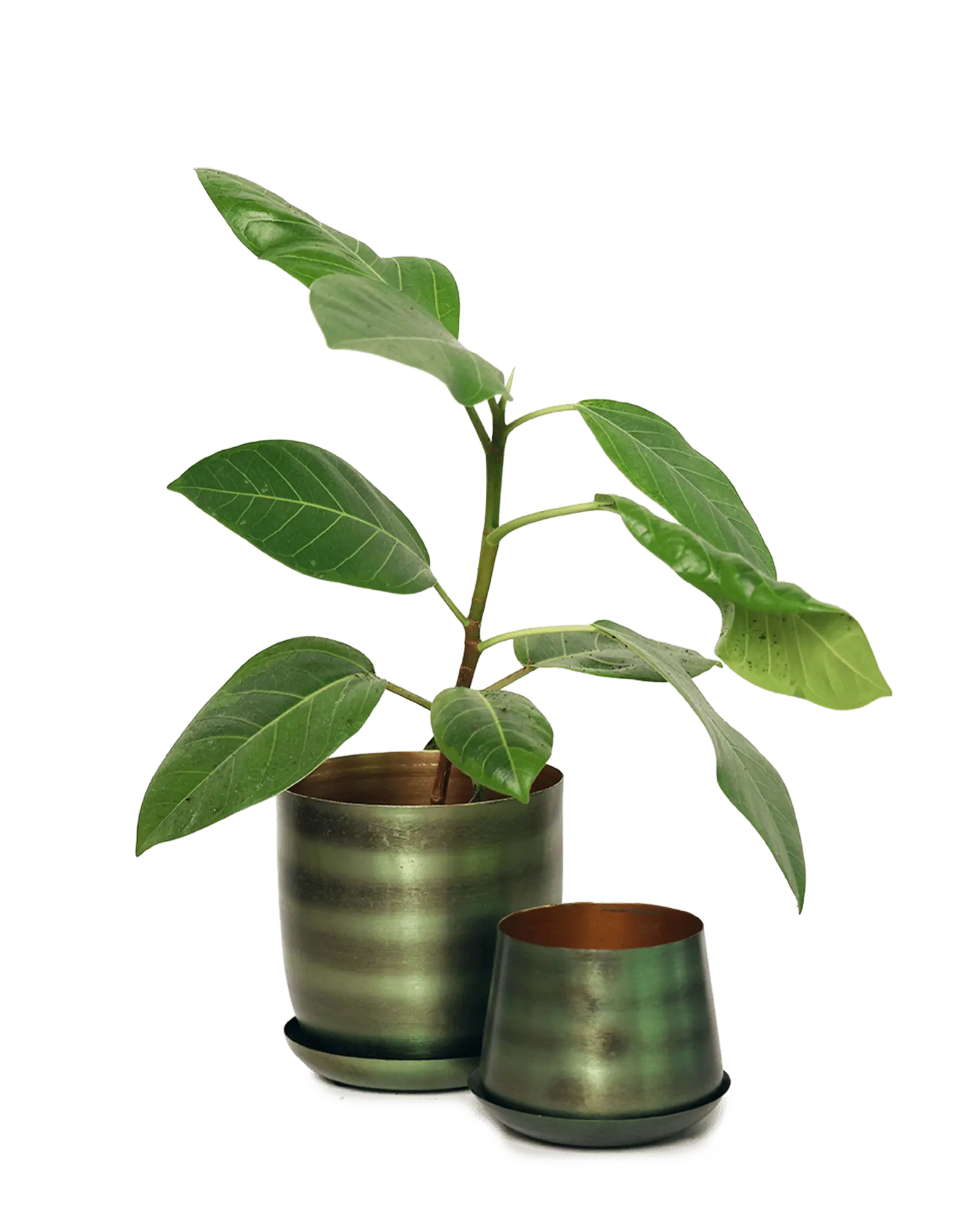 Chive Joe fern brown metal planters in two sizes with brushed olive finish, larger styled with a ficus.