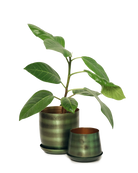 Chive Joe fern brown metal planters in two sizes with brushed olive finish, larger styled with a ficus.
