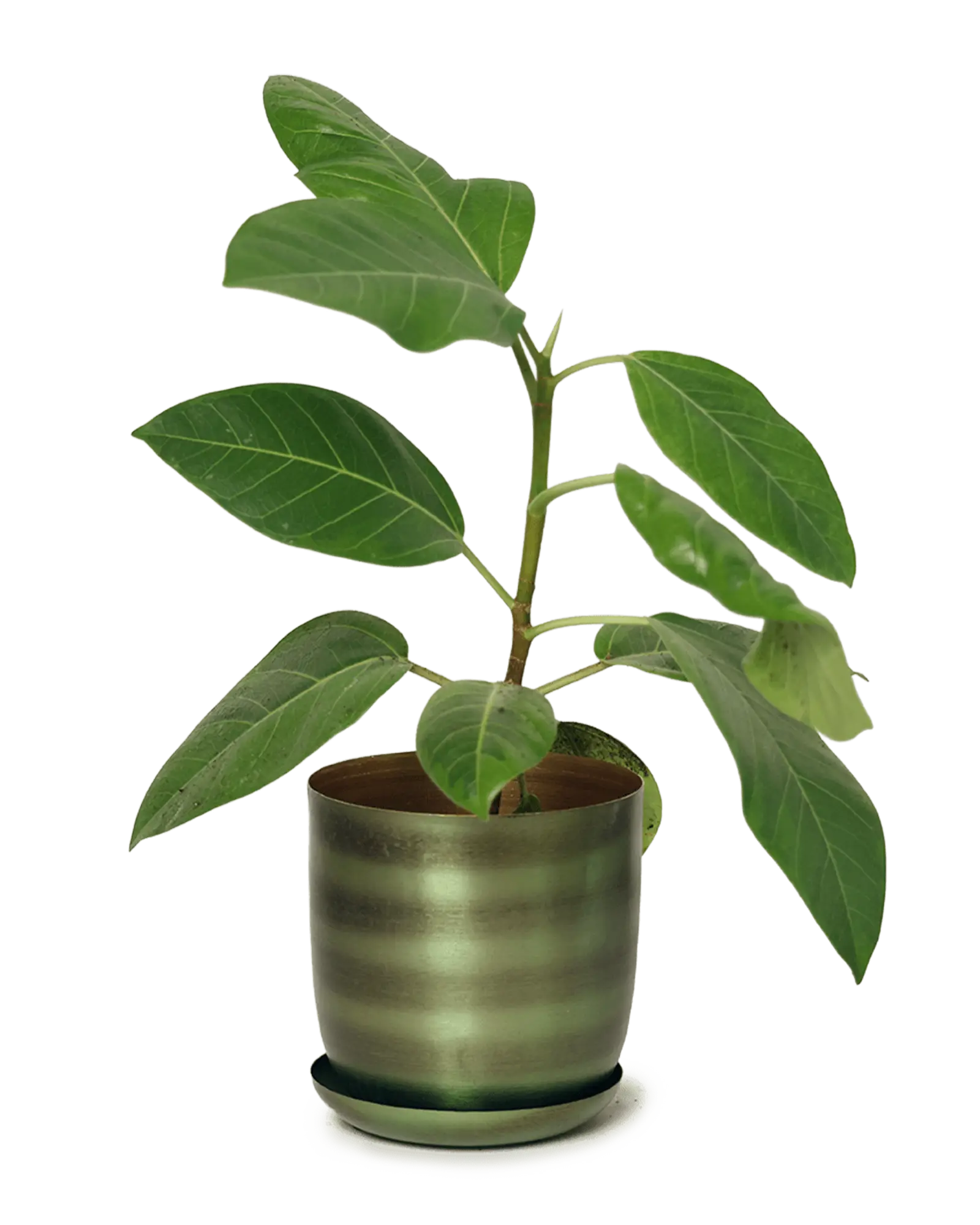 Chive Joe medium metal planter with drainage in fern brown with a brushed olive metallic finish and saucer, styled with a ficus.