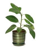 Chive Joe medium metal planter with drainage in fern brown with a brushed olive metallic finish and saucer, styled with a ficus.