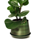 Chive Joe small fern green brown color  metal plant pot with drainage and saucer styled with a plant.