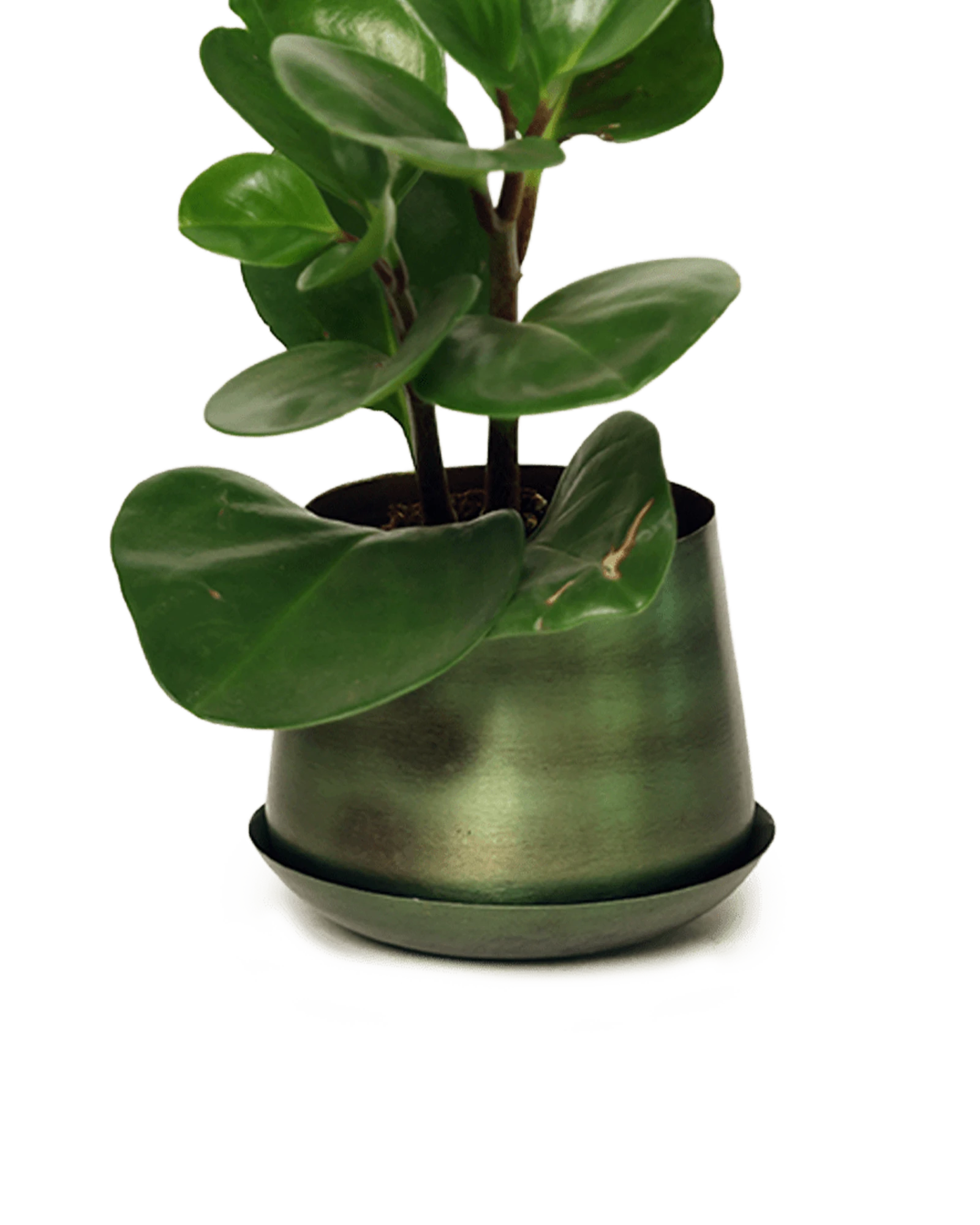 Chive Joe small fern green brown color  metal plant pot with drainage and saucer styled with a plant.