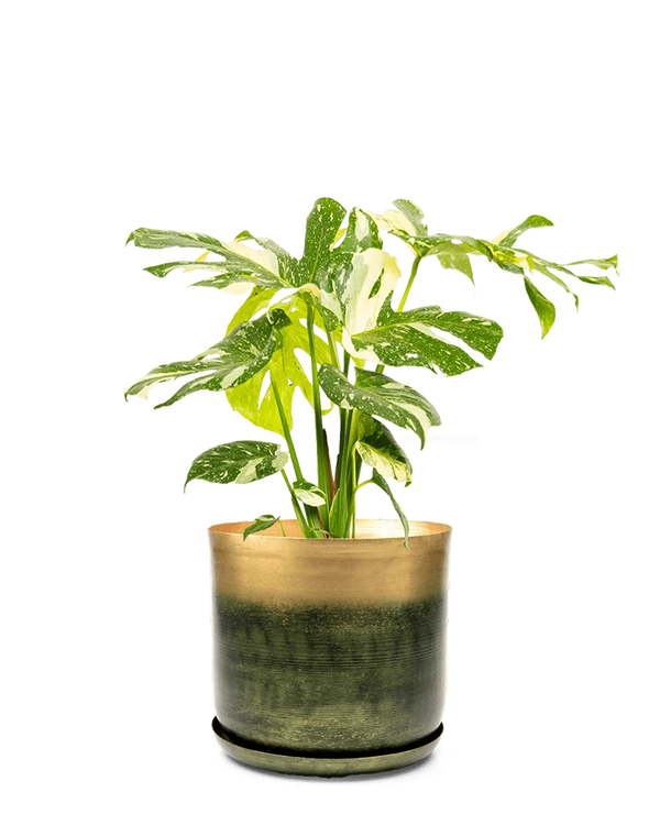 Joe Large Metal Pot With Drainage Hole, Forest & Gold